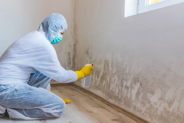 Licensed Mold Inspection service in Port Angeles, WA - WQB Mold Removal